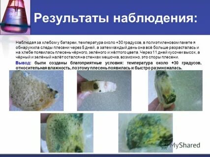 Выращивание плесени на хлебе практическая работа
