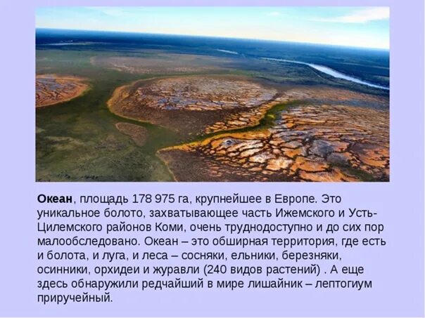 Болота Республики Коми океан. Самое большое болото в Республике Коми. Усинское болото в Республике Коми. Болото океан Усть-Цилемский район.