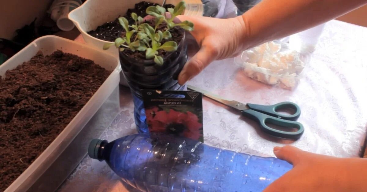 Полив рассады петунии. Фиалка в стакане с водой. Полив активированным углем. Активированный уголь для комнатных растений. Уголь для рассады.