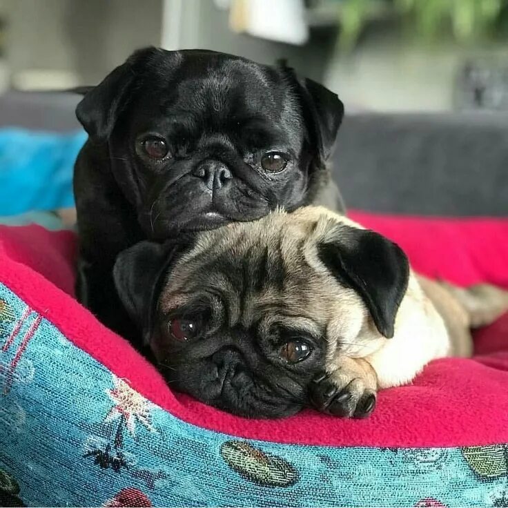Pin by Linda Gaddy on Pugs Cute pugs, Pug memes, Baby pugs