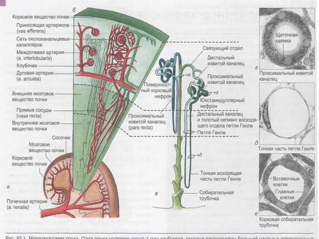 Корковое вещество почки функции. Дуговые артерии почки. Дуговые сосуды в почке. Дуговые артерии почки препарат. Почка мозговое вещество схема.
