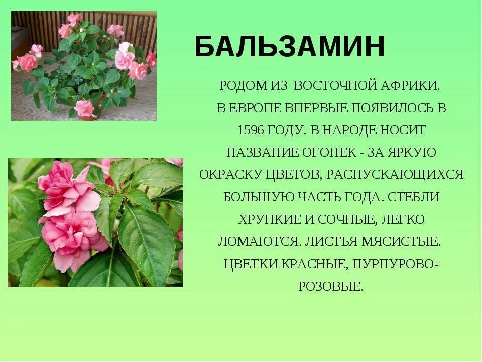 Какую температуру выдерживает бальзамин. Бальзамин цветок. бальзамин комнатный. бальзамин султанский (семейство бальзаминовые).