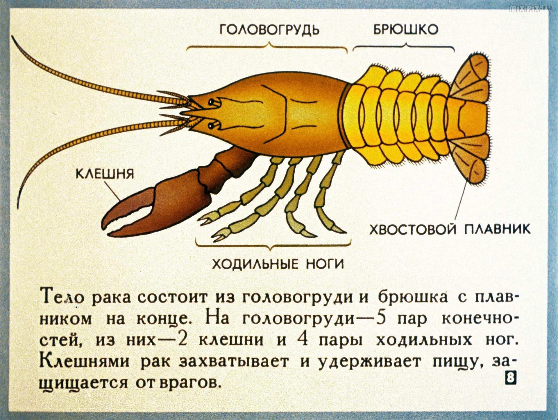 Строение членистоногих ракообразные. Класс ракообразные. Класс ракообразные строение. Тип членистоногих класс ракообразные. Биология речного рака