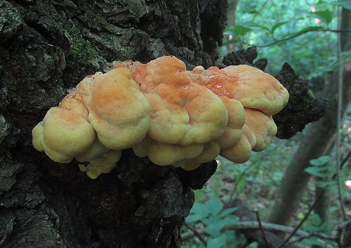 Трутовик серно желтый Laetiporus sulphureus. Трутовик серно-жёлтый трутовики. Трутовик чешуйчатый Cerioporus squamosus. Гриб Laetiporus sulphureus. Трутовик серно