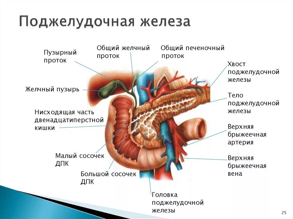 Каково внутреннее строение поджелудочной железы. Отделы поджелудочной железы анатомия. Строение 12 перстной кишки поджелудочная. Внутренние строение 12 перстной кишки схема. Анатомическое строение поджелудочной железы.