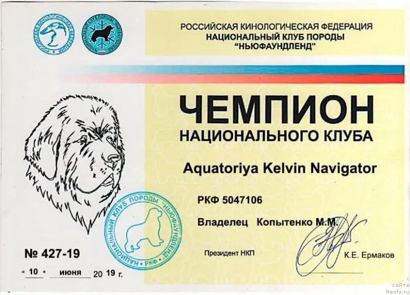 Рейтинг собак ркф по породам. Чемпион нкп. диплом чемпион ркф. диплом чемпиона россии для собак. диплом юный чемпион нкп.