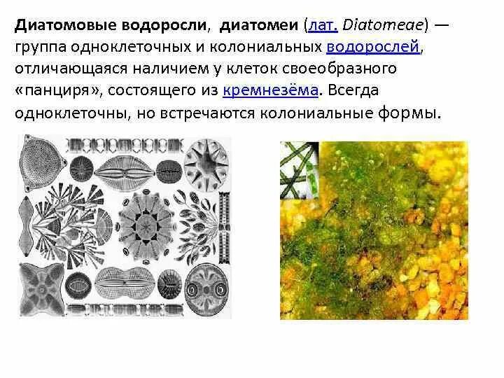 Диатомовая водоросль функции
