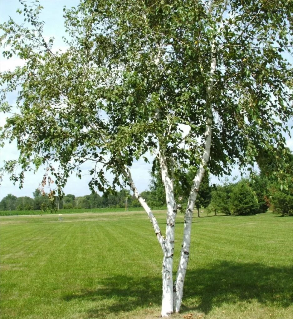 Береза лет жизни. Береза повислая многоствольная. Betula Alba pendula. Береза повислая (бородавчатая). Береза обыкновенная (Betula Alba).