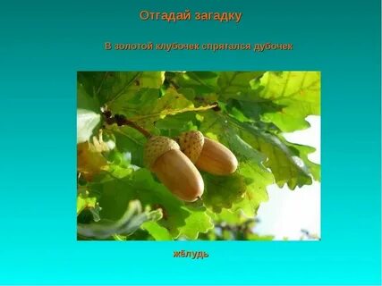 Золотой клубочек спрятался в дубочек загадка ответ
