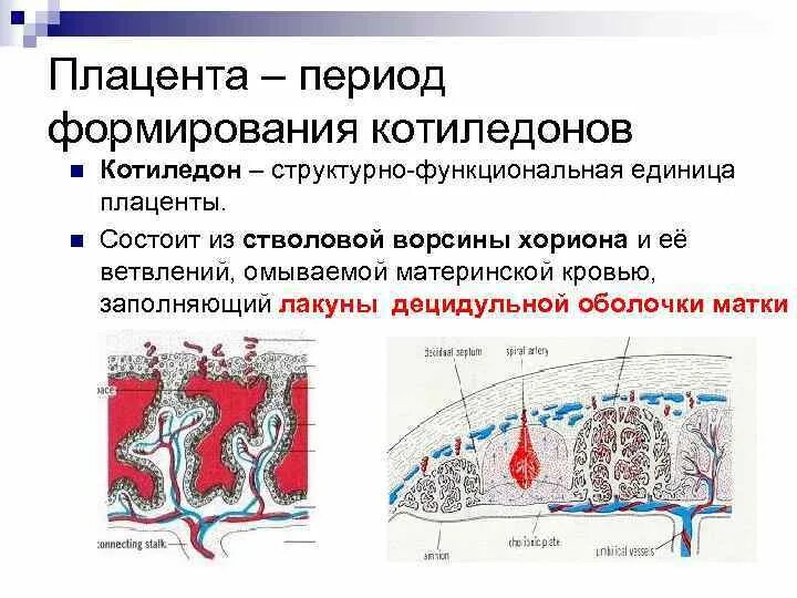 В какой период формируется