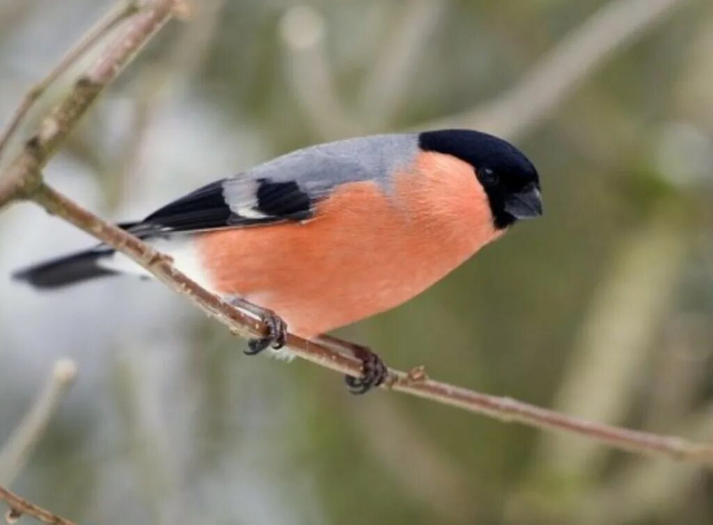 Снегирь описание. Eurasian bullfinch. гималайский снегирь. снегирь отряд. антильский снегирь.