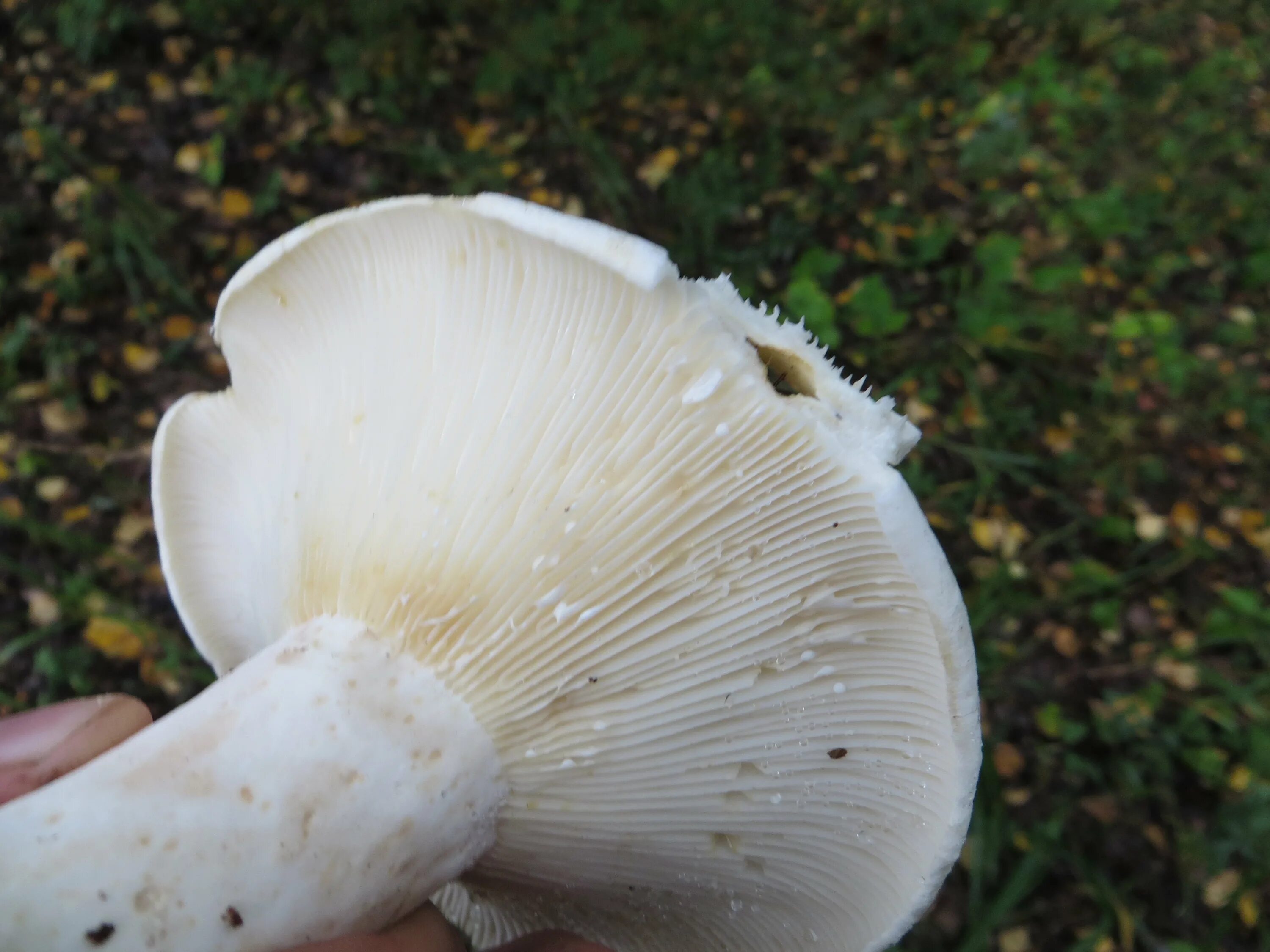 Толще белая. Скрипица Lactarius vellereus.. Груздь скрипица. Белый груздь скрипица. Скрипица Млечный сок.