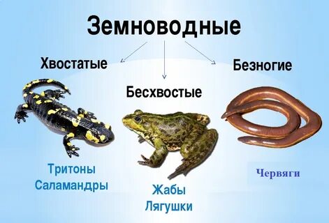 В каких средах обитают амфибии