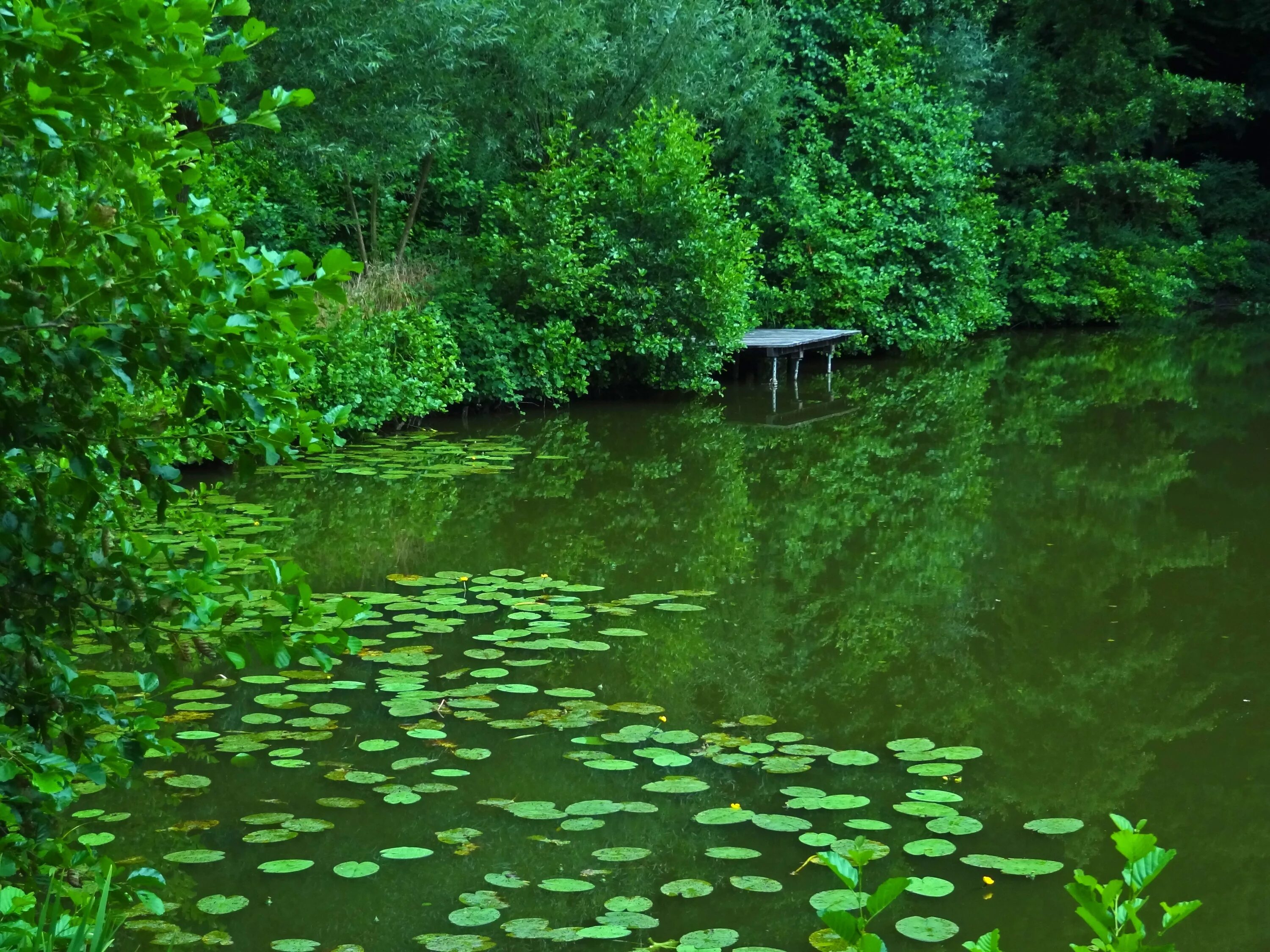 Новопятницкое Красноярский край озеро с кувшинками. Зелёная вода в водоёмах. Зеленый водоем. Лесное озеро с кувшинками. Зеленая вода в озере