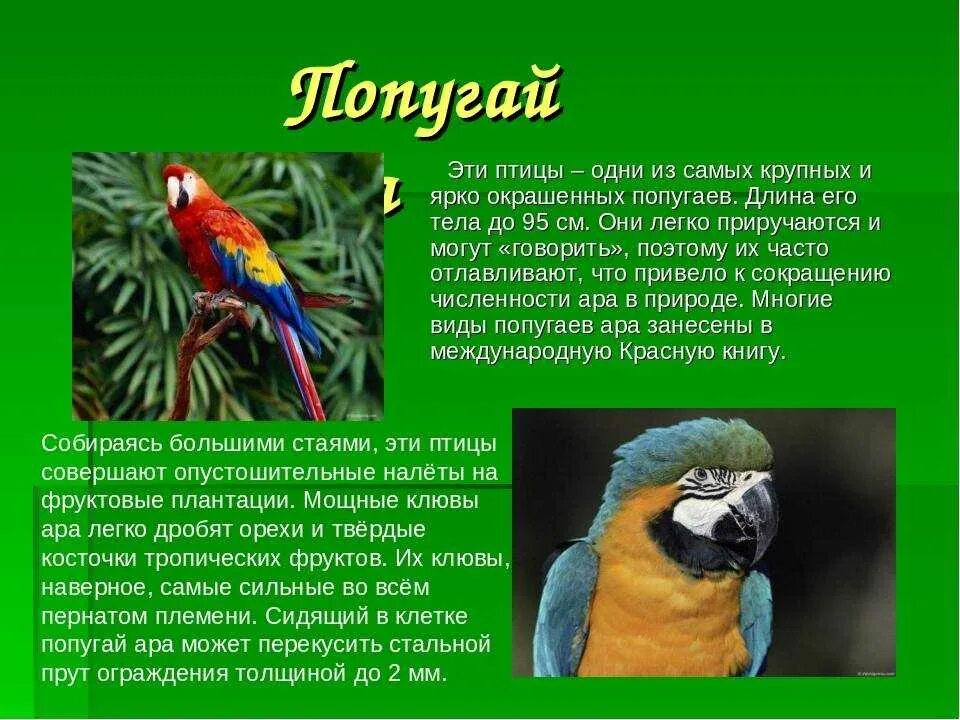 Ара текст. Информация о попугаях. сообщение о попугае. описание попугая. попугай ара в южной америке.