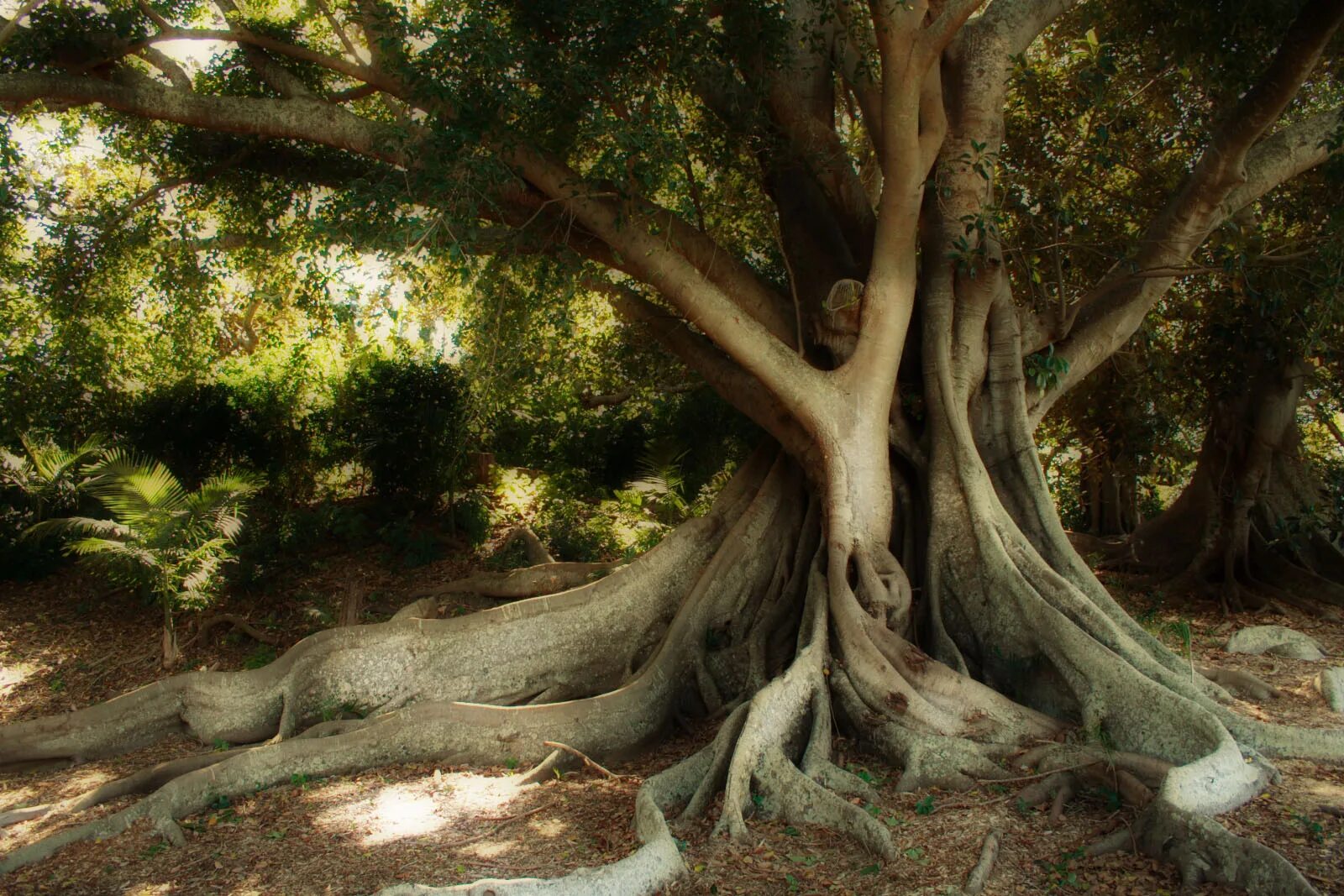 Милорн дерево. Фиговое дерево в Австралии. Эльмак дерево. Дерево Утун.