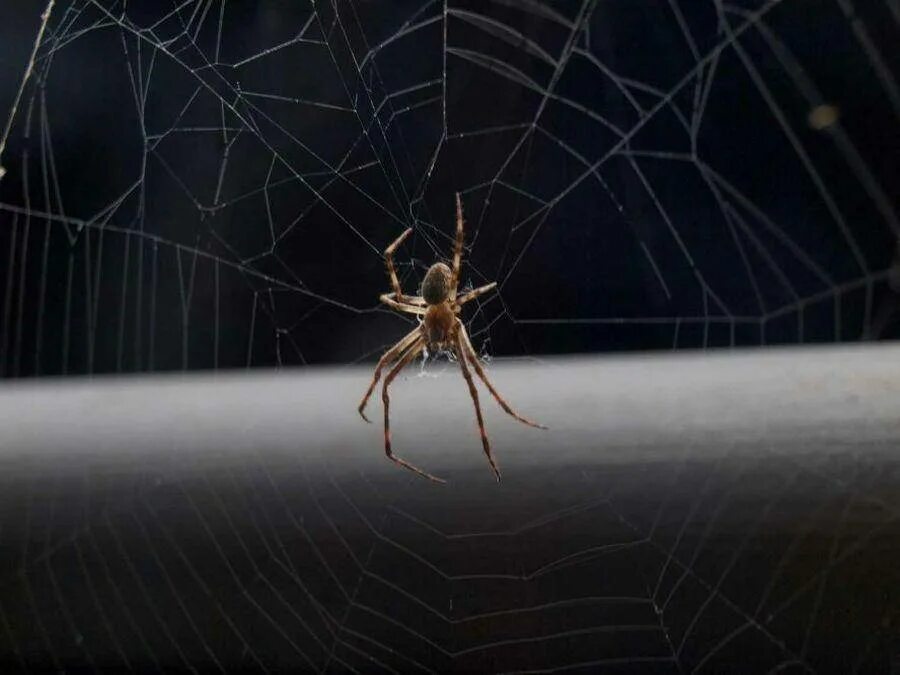 пауки обитающие в домах. домашний паук косиножка. пауки которые живут в домах. большие пауки в квартире. паук сенокосец в квартире.