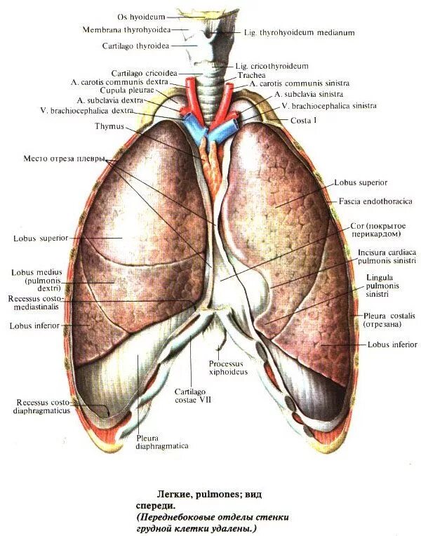 Правое легкое где. Реберно-диафрагмальный синус плевры анатомия. Диафрагмальный медиастинальный синус. Легочная связка анатомия. Анатомия легких сзади.