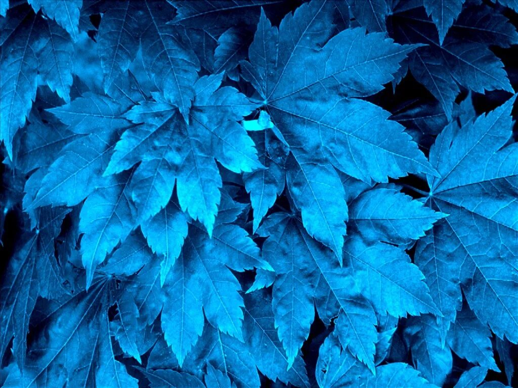 Купить синий лист. Синие листья. Голубой лист. Синяя листва. Синий листок.