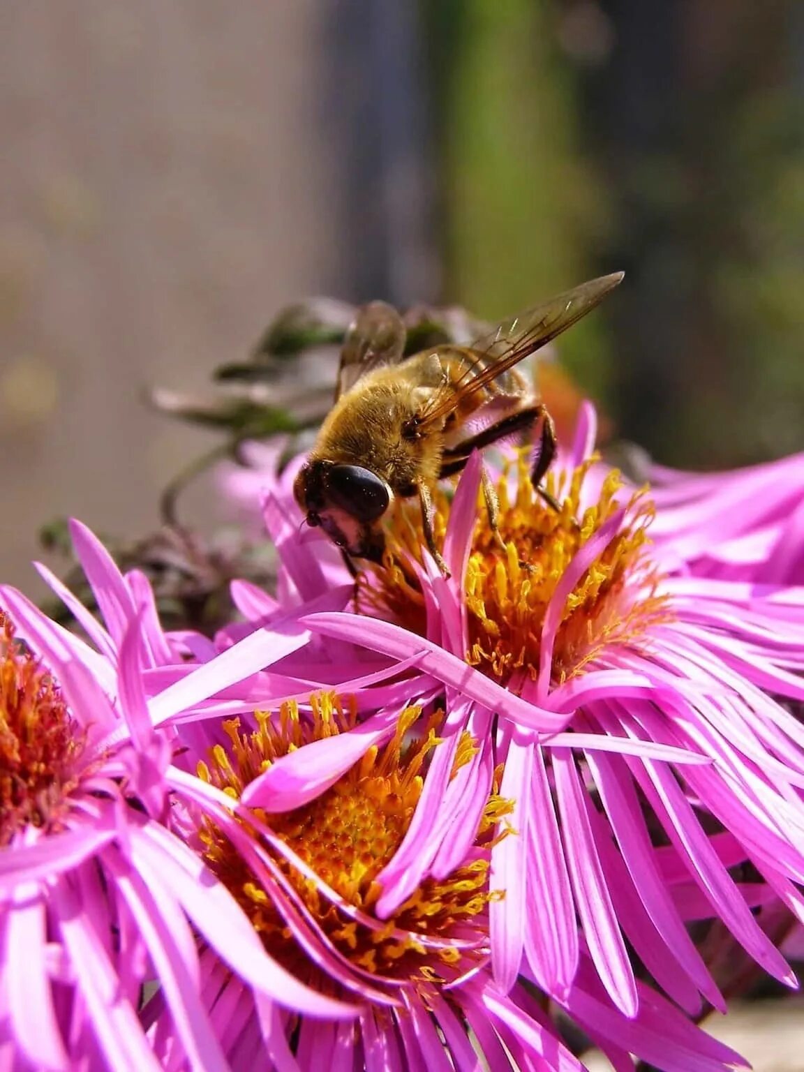 Пчела питается нектаром. Пыльца и нектар. Мёд пыльца нектар. Тамариск пчела мёд. Насекомые опылители.