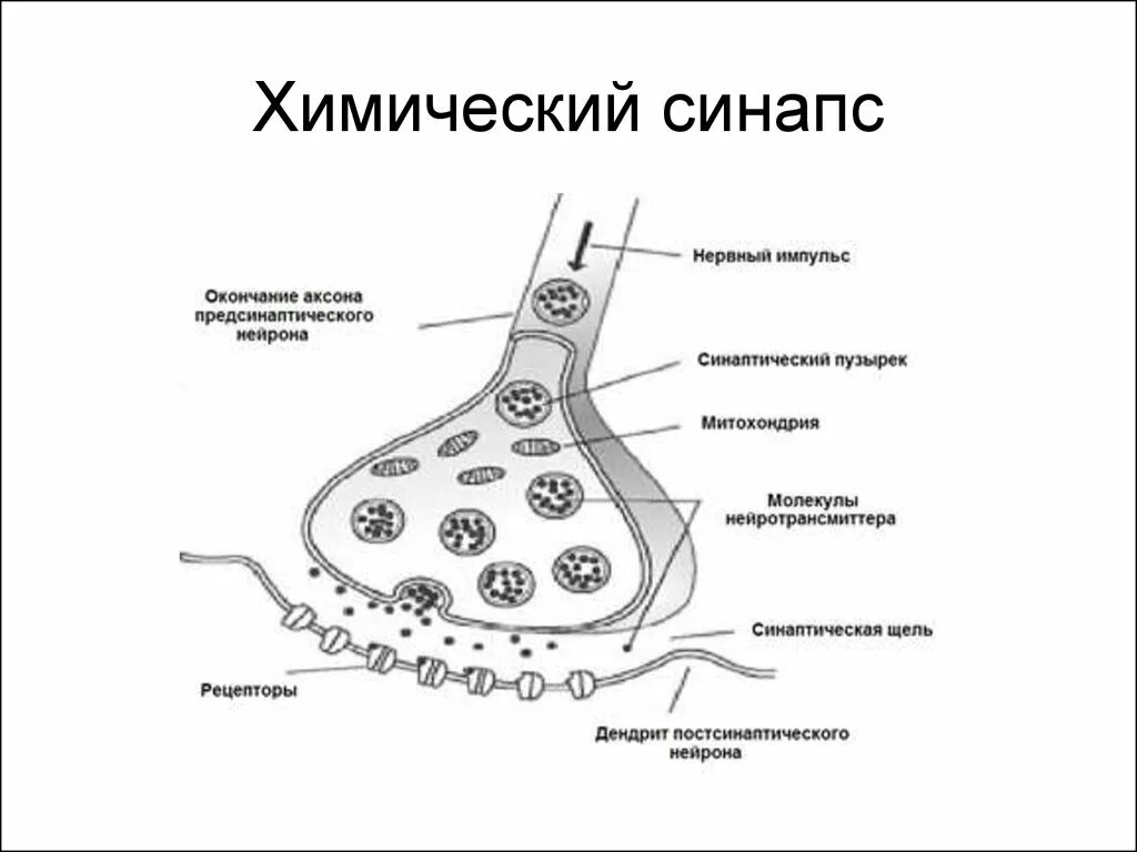 Синаптические пузырьки. Схема строения химического синапса. Строение химического синапса рисунок. Схема структуры химического синапса. Структурные элементы химического синапса.