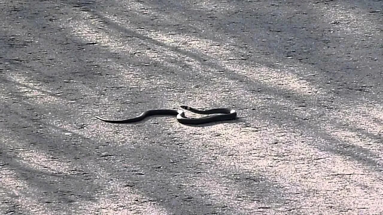 Дорога змейка. Гадюка в Лосином острове. Уж на дороге. Раздавленная змея на дороге.