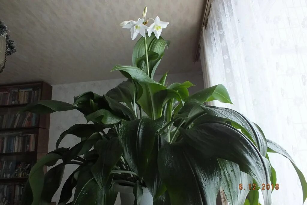 Эухарис