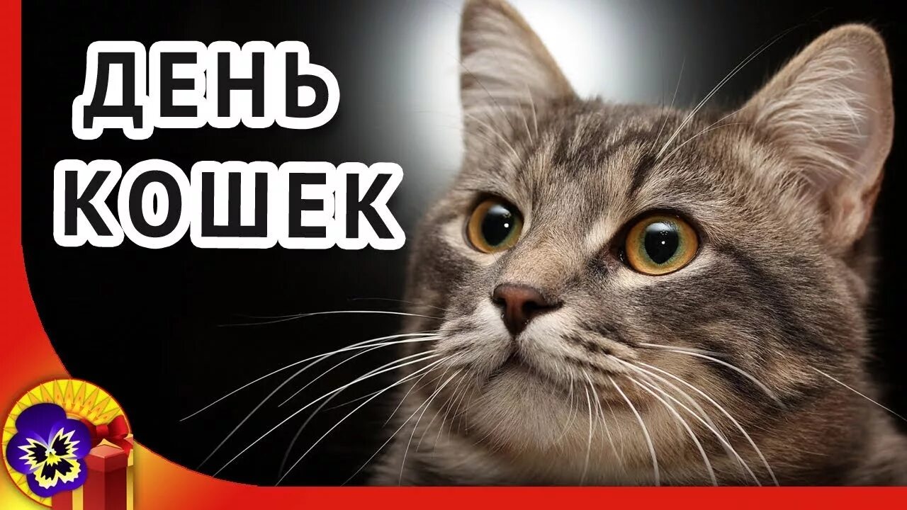 Кошки 9 мая