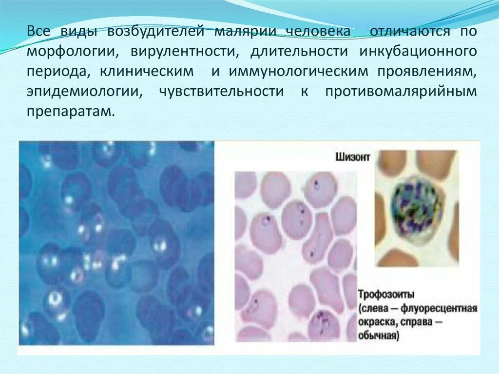 Малярия трехдневная морфология. Малярия возбудитель. Малярия возбудитель бактерии или вирус. Возбудитель тропической малярии.