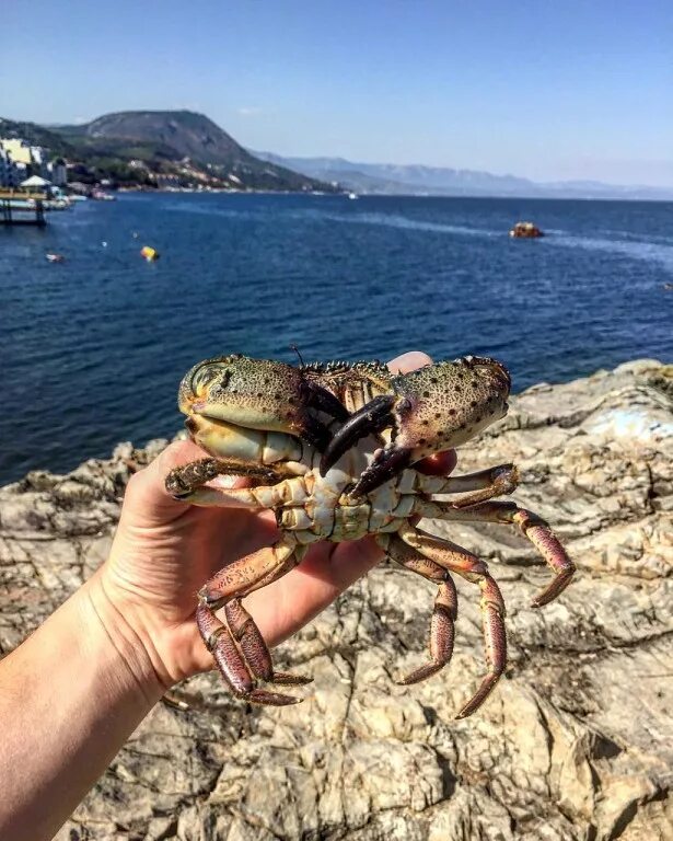 Страна крабов. Крымский краб песчаник. Краб Крымский Черноморский. Краб Краснюк черное море. Каменный краб Крым.