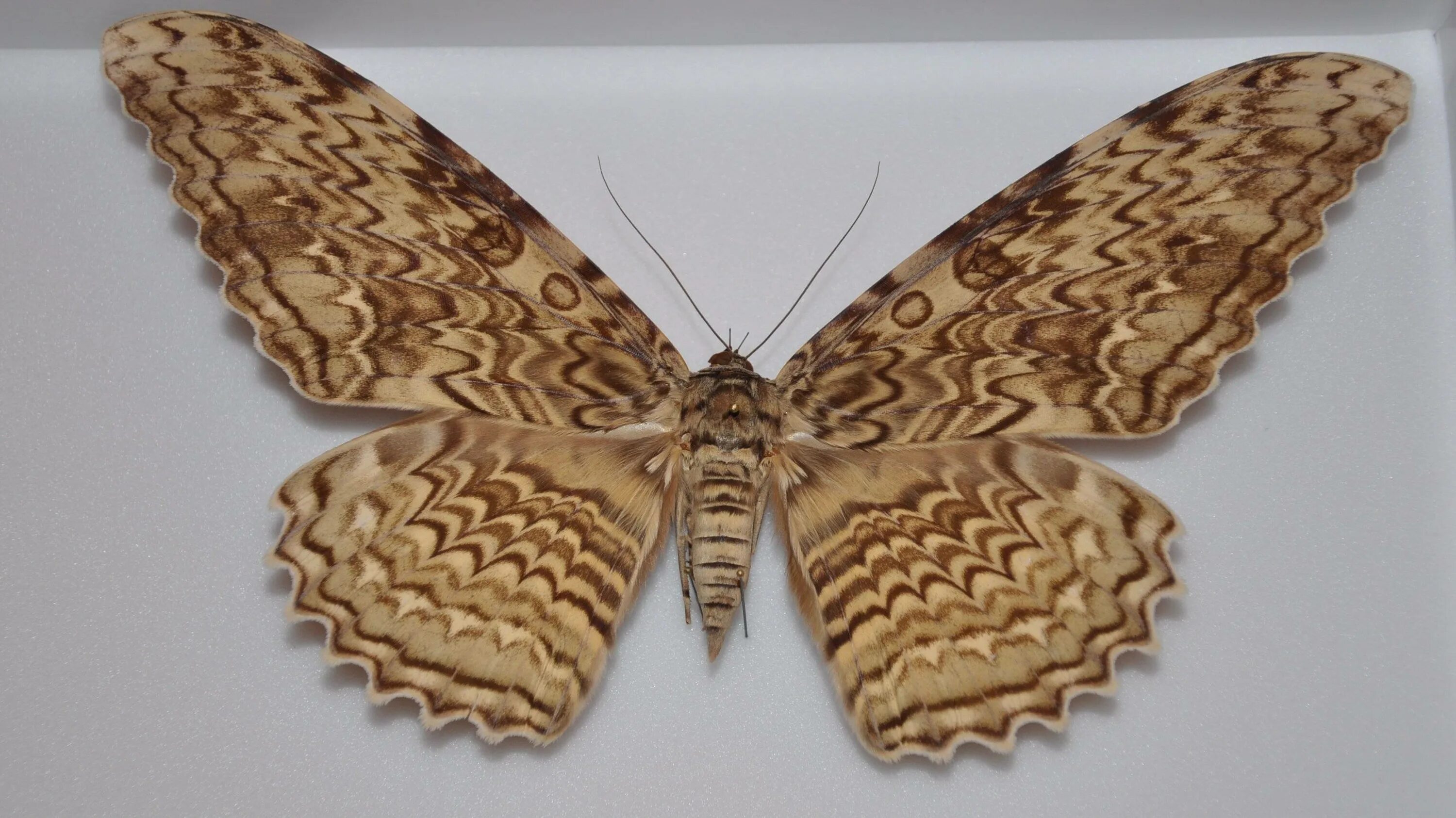 Daily Insect 27: Thysania agrippina: the white witch moth! - Album on Imgur