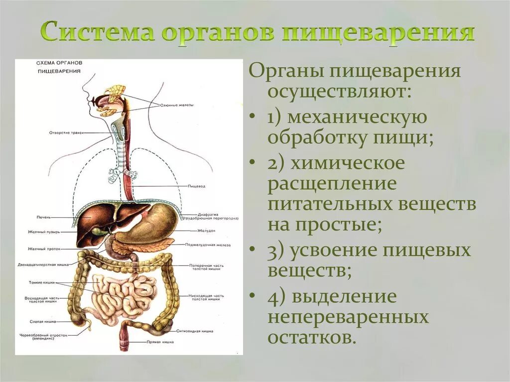 Пищеварительная система состоит из органов. Органы пищеварения. Система пищеварения. Система органов пищеварительной системы. Назовите органы пищеварительной системы.