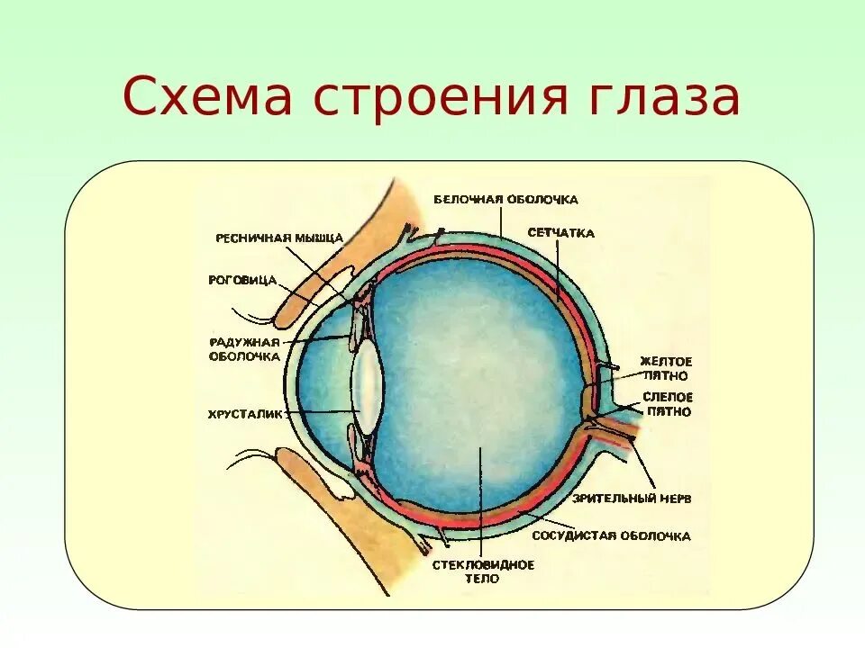 Строение глаза вид спереди. Строение глазного яблока анатомия схема. Строение глаза человека рисунок с описанием. Строение глаза вид сбоку.