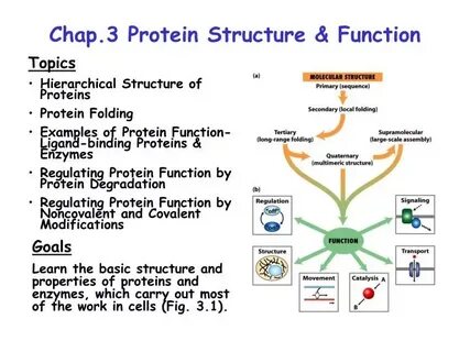 Properties of proteins