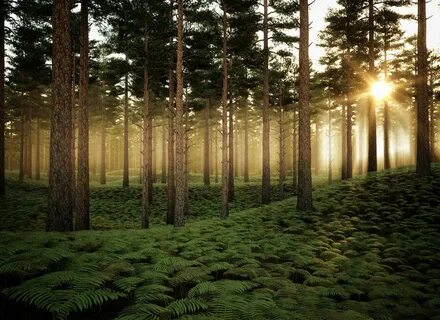 Forest pack