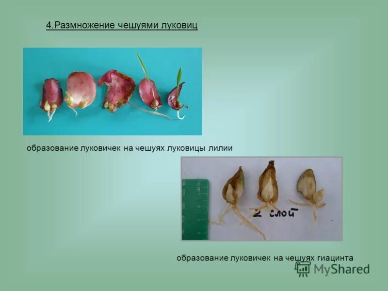 чешуйчатая луковица лилии строение. строение луковицы. мочковатая корневая система лук. доказательства что клубень это подземный побег.