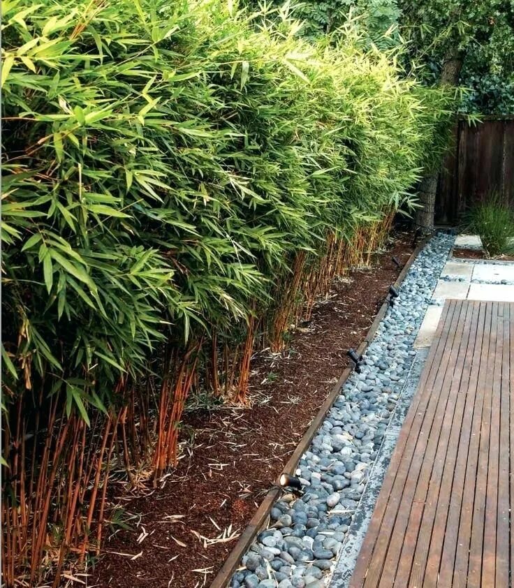 Alphonse Karr clumping bamboo---asian landscape by Habitat Design Bamboo landsca