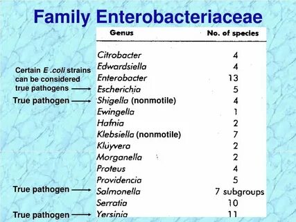 Enterobacteriaceae норма в мазке
