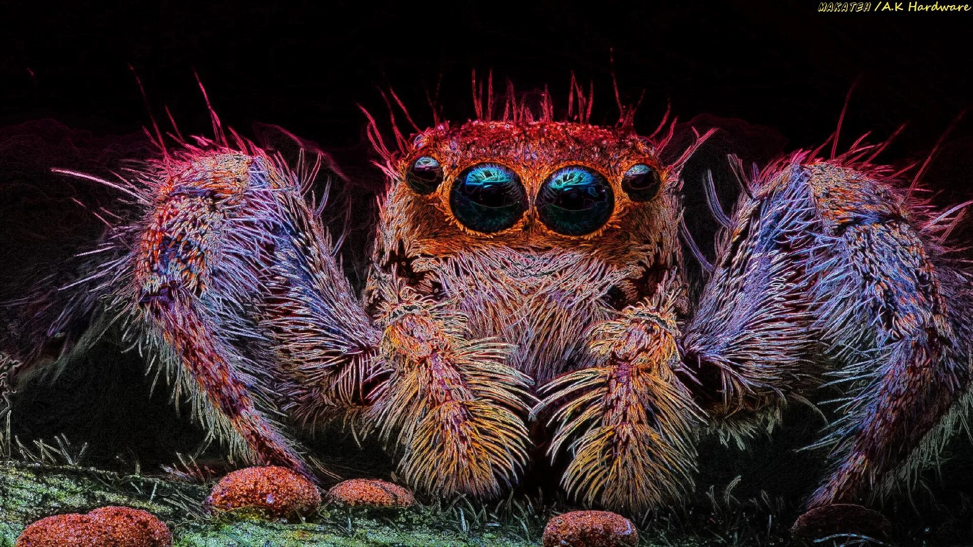 Живые обои паук. Картинки на рабочий стол паук. Красивые пауки. Паучки живые. Яркие пауки.