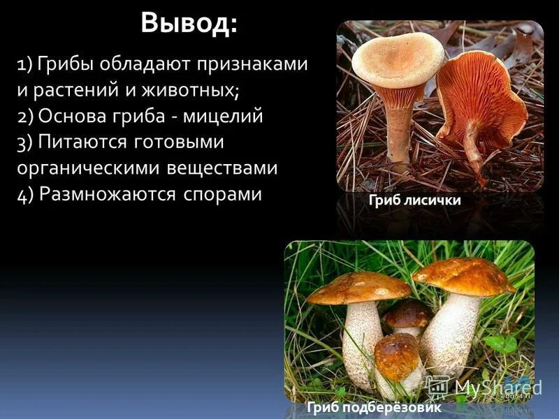 грибы которые питаются готовыми органическими веществами. грибы гетеротрофы. характерные признаки грибов. питание готовыми органическими веществами. как питаются грибы.