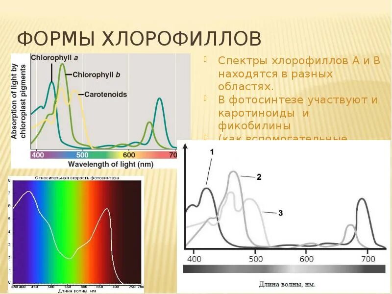 Какой спектр поглощает хлорофилл. Спектр поглощения пигмента хлорофилла. . спектры поглощения хлорофиллов а и б. спектры поглощения хлорофилла. хлорофилл каротиноиды и фикобилины.