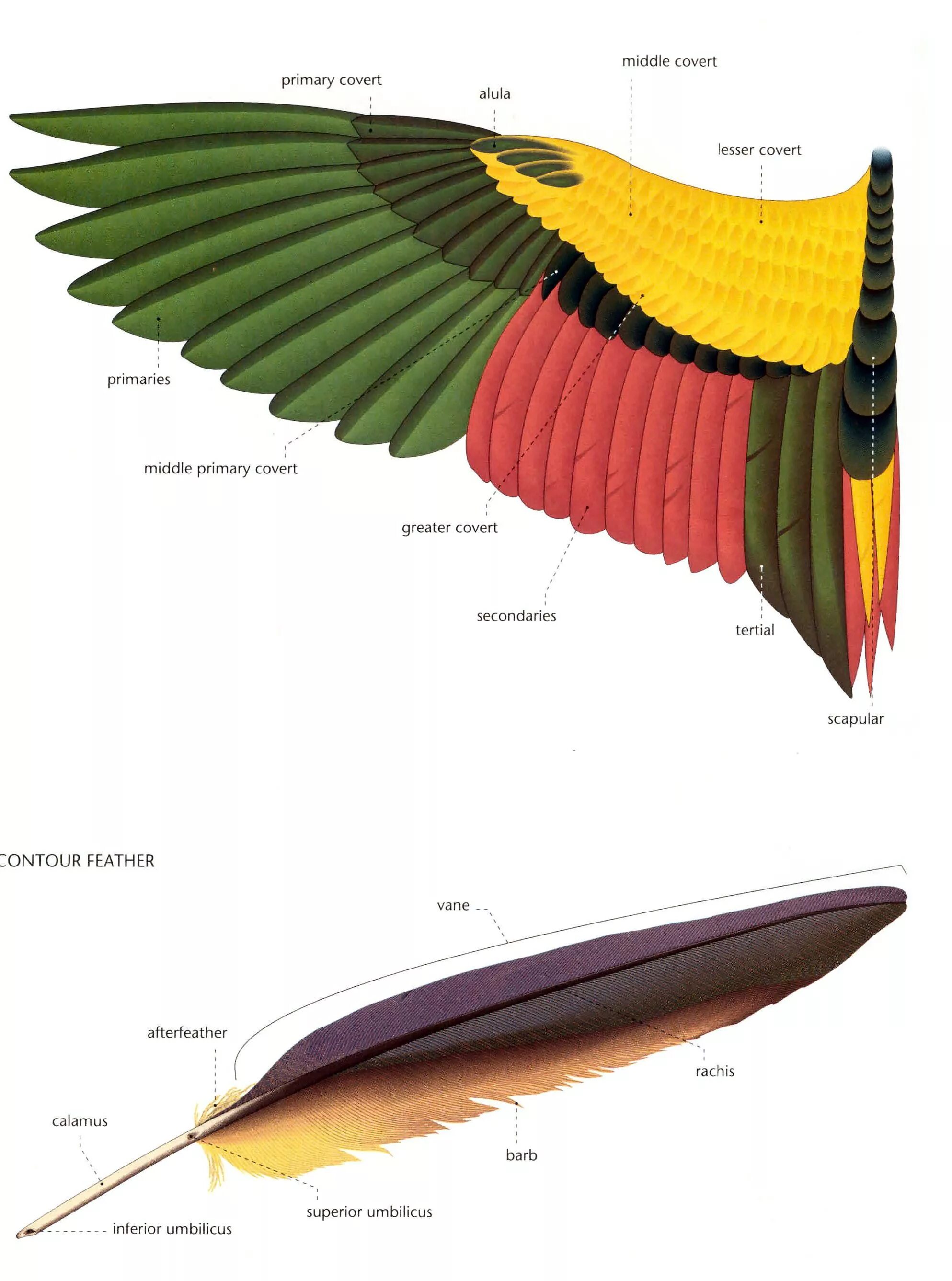 Оперение птицы название. Крыло птицы анатомия. Крыло птицы строение. Перья птиц. Структура птичьего крыла.