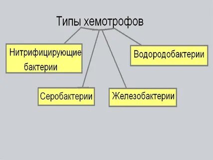 Хемотрофы примеры