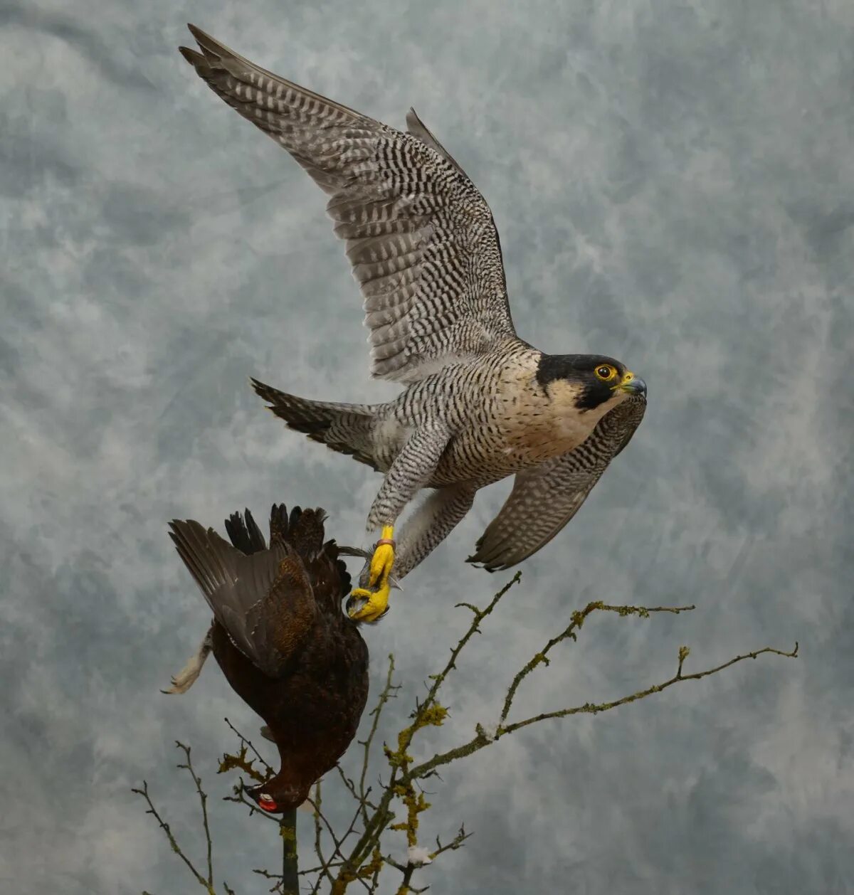 Хищные птицы про. Сапсан Falco peregrinus. Ястреб тетеревятник Сапсан. Хищные птицы Сокол Сапсан. Сокол Сапсан птенец.