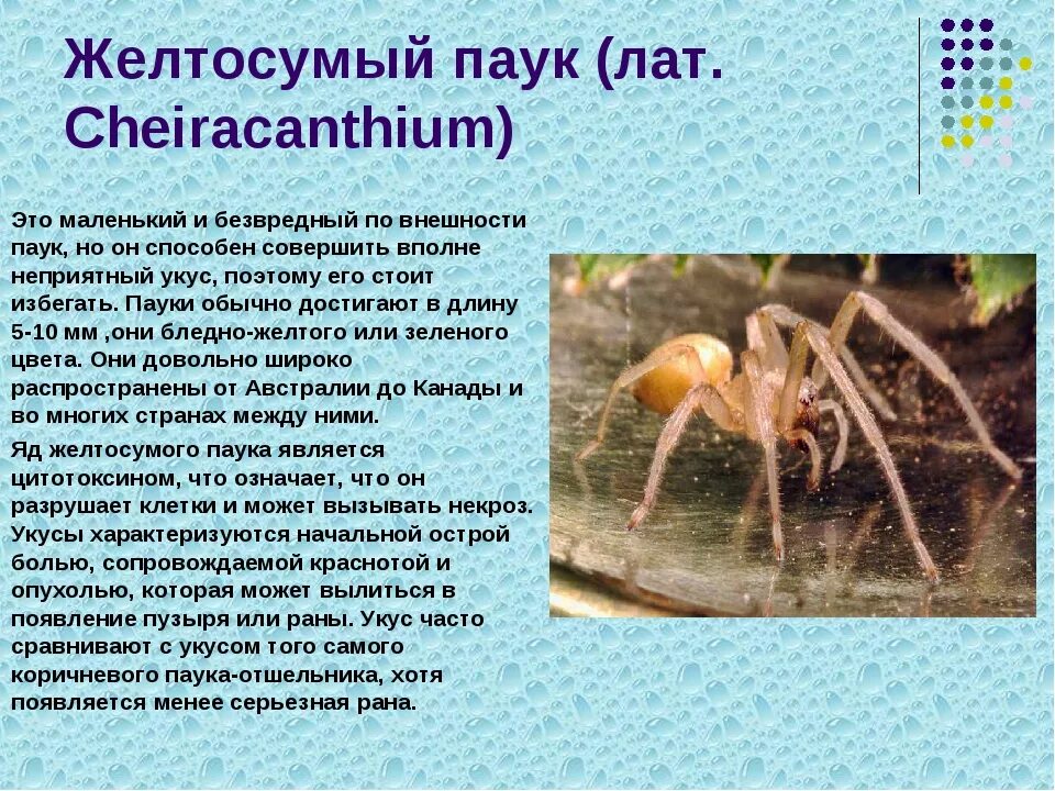 Укусы паукообразных