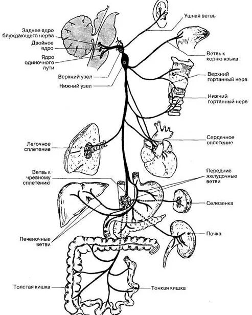 Блуждающий нерв рисунок. Схема ветвей блуждающего нерва. Вагус нерв схема. Блуждающий нерв схема пути. Блуждающий нерв схема строения.