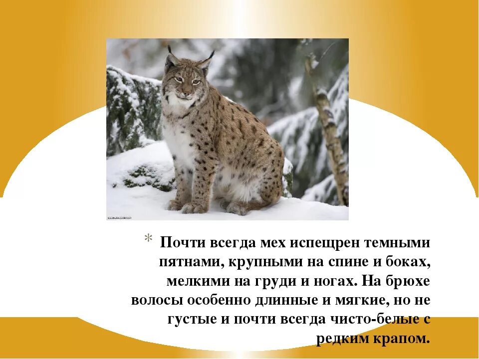 Рысь занесена в красную книгу или нет. Рысь презентация. рысь красная книга. родственник рыси.