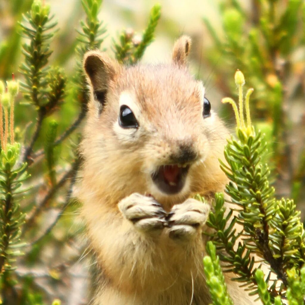 испуганная белка. бурундук зубы. удивленная белка. белка удивление. смешные белки.