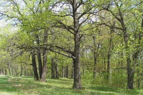 Самарские дубравы