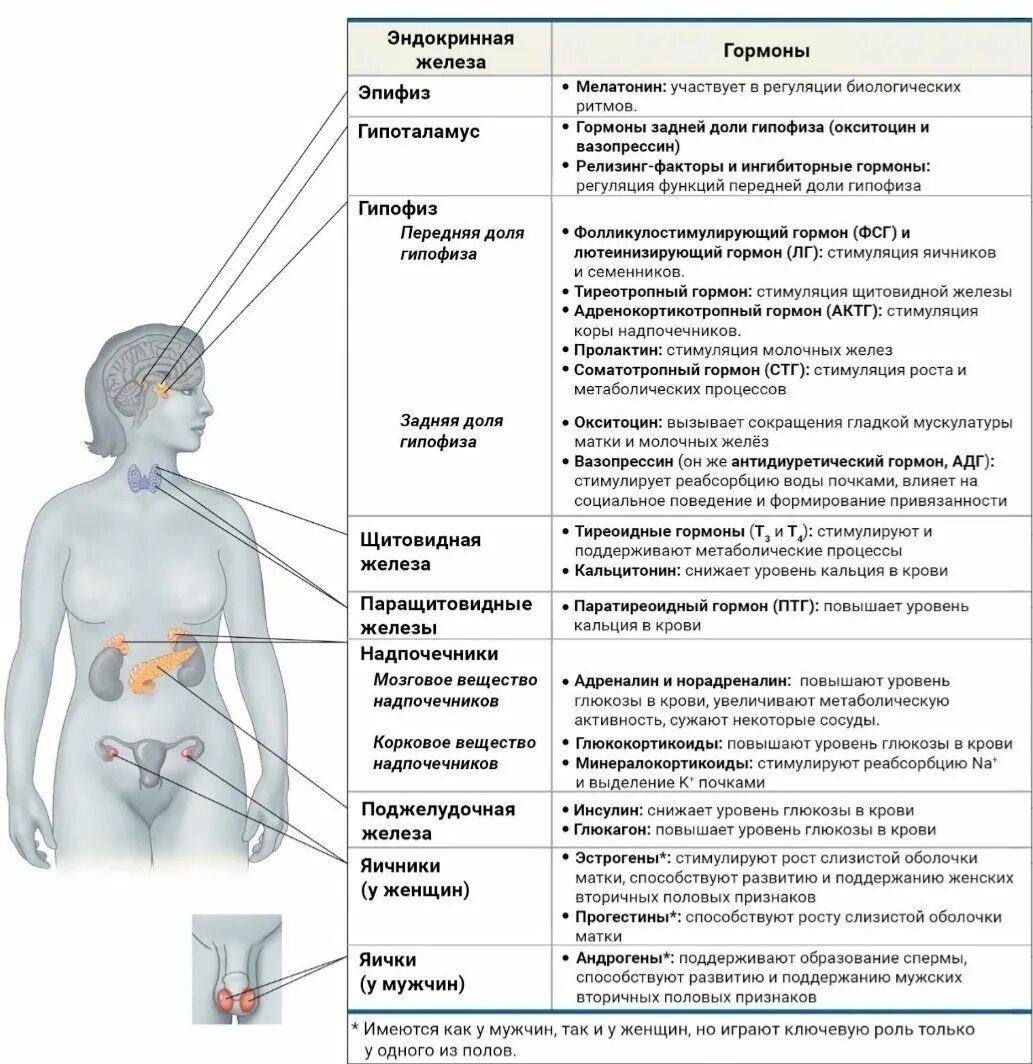 Железы внутренней секреции анатомия таблица. Эндокринная система человека схема. Таблица функции желез внутренней секреции таблица. Эндокринные железы и гормоны, секретируемые ими. Железы выделяющие гормоны роста